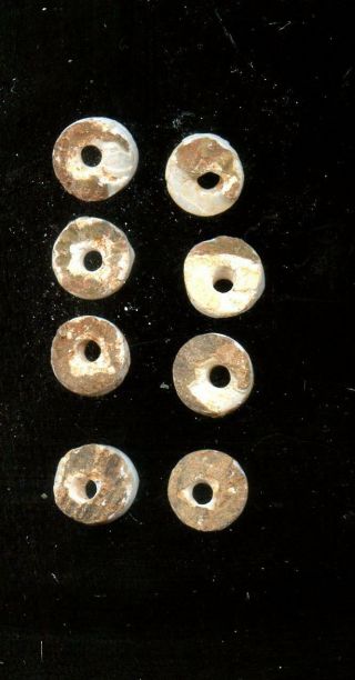 Indian Artifacts - 8 Drilled Shell Beads