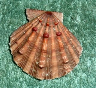 Bl Rfm 65659 Rare & Uncommon Shells Pecten Nodipecten Nodosus Linne 1758 56.  2mm