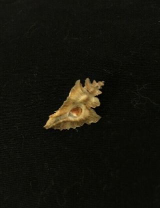 Pteropurpura Vokesae Emerson 26 Mm W/o California,  Usa Murex