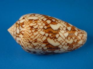 Conus Textile Anakoensis,  Pattern,  45.  5mm,  Madagascar Shell