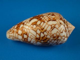 Conus textile anakoensis,  Pattern,  45.  5mm,  Madagascar Shell 2