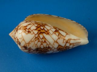 Conus textile anakoensis,  Pattern,  45.  5mm,  Madagascar Shell 3