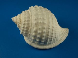 Galeodea Leucodoma,  Sculpture,  Deep Water,  58mm,  South China Sea Shell
