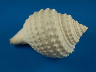 Galeodea leucodoma,  Sculpture,  Deep Water,  58mm,  South China Sea Shell 2