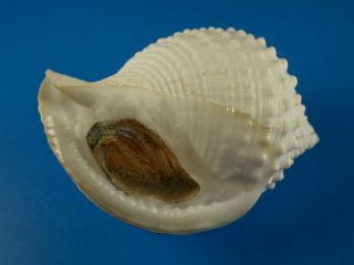 Galeodea leucodoma,  Sculpture,  Deep Water,  58mm,  South China Sea Shell 3