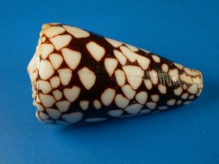 Conus Equestris,  Dark Pattern,  45.  1mm,  Indonesia Shell
