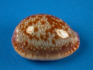 Cypraea Helvola Hawaiiensis,  Pattern,  22.  2mm,  Hawaii Shell