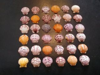 36 Bright Colorful Scallop Sea Shells From Sanibel Island.