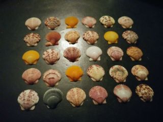30 Bright Colorful Scallop Sea Shells From Sanibel Island.