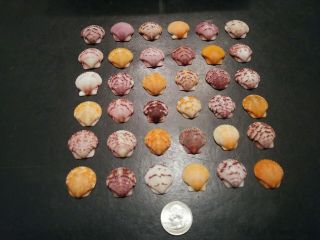 36 Scallop Sea Shells From Sanibel Island,  Vivid Colors.