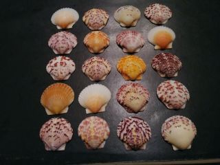 20 Large Beautifully Colored Scallop Sea Shells From Sanibel Island