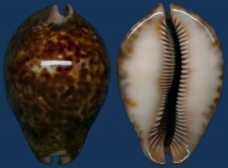 Shell Cypraea stercoraria Seashell 2