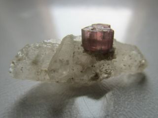 Elbaite Rubellite Tourmaline Crystal On Quartz.