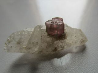 Elbaite Rubellite tourmaline crystal on quartz. 2