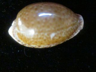 Cypraea spurca 32 mm very dark and big displays well and is an attention getter 2