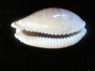 Cypraea spurca 32 mm very dark and big displays well and is an attention getter 3
