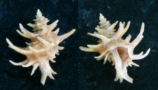 Seashell/latiaxis Spinosa 23mm.  Taiwan