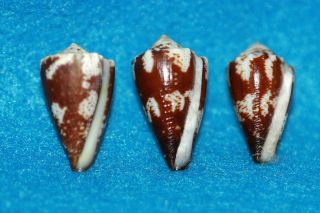Conus brunneus Set of 3 Baja Sur Mexico - Dark With Patterns 5