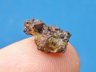 Belarus метеорит Meteorite Brahin Pallasite 0.  90 Grams