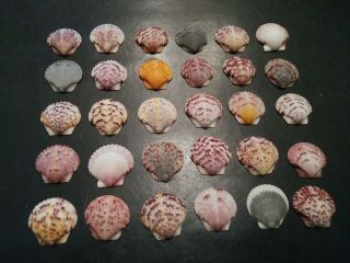 30 Multi Colored Fancy Scallop Sea Shells From Sanibel Island.