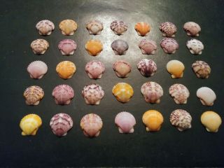 35 Fancy Colored Fancy Scallop Sea Shells From Sanibel Island.
