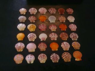 36 Beautifully Colored Scallop Sea Shells From Sanibel Island.
