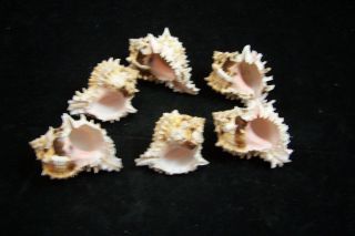 3 Pink Murex Regius Sea Shell Seashell 2 To 3 Inches Hermit Crab