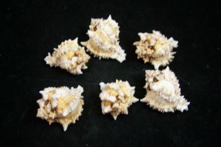 3 Pink Murex Regius Sea Shell Seashell 2 To 3 Inches Hermit Crab 2
