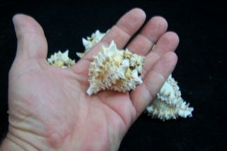 3 Pink Murex Regius Sea Shell Seashell 2 To 3 Inches Hermit Crab 3