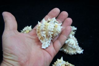 3 Pink Murex Regius Sea Shell Seashell 2 To 3 Inches Hermit Crab 4