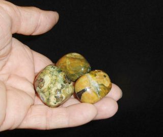 Carols: Rainforest Rhyolite (3) Tumbled Stone Crystal Healing Australia 88n
