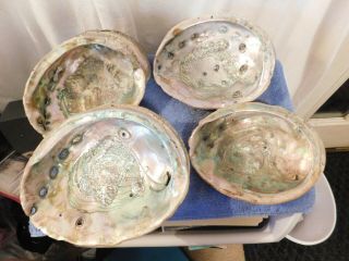 4 Large Iridescent Mother Of Pearl Abalone Sea Shells
