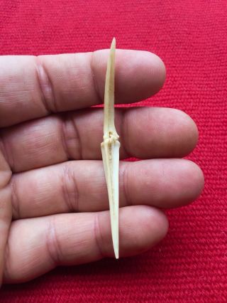 Indian Artifacts / Rare Kentucky Bird Bone Awl / Authentic Arrowheads