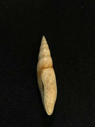 Swainsonia Fissurata Lamarck 59 Mm Israel Mitra