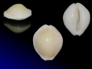 Seashell Cypraea Acicularis Golden Subfossil Fantastic Hypercallus 21.  9 Mm