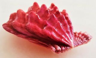 Seashell Swiftopecten Swiftii Exceptional Purple Shell