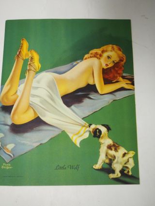 Peter Driben Pin Up Girl Titled " Little Wolf " 1940 