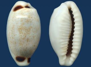 Shell Cypraea Quadrimaculata Garretti Seashell