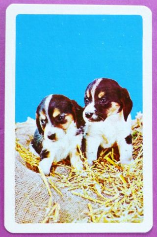 Vintage Swap Card C1930 - 40s.  Two Cute Puppies On Straw.  Dogs.  Astor.