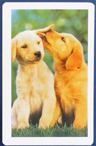 Vintage Swap Card.  Golden Labrador Retriever Pups /dogs.  Puppy Love.  Congress