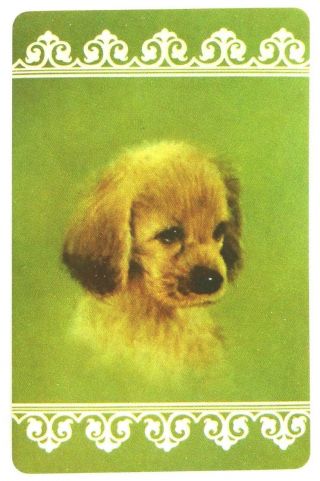 Vintage Swap Card.  Spaniel Puppy Portrait.  Arrco.  Really Cute.  Dog.