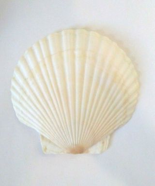 Large Natural Lions Paw Scallop Sea Shell Whites Or Cream Approx 5 " Wide