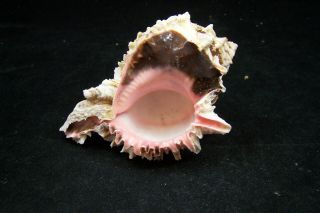 Pink Murex Regius Sea Shell Seashell 4 To 5 Inches Hermit Crab