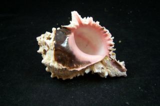 Pink Murex Regius Sea Shell Seashell 4 To 5 Inches Hermit Crab 2