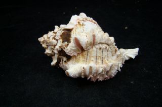 Pink Murex Regius Sea Shell Seashell 4 To 5 Inches Hermit Crab 3