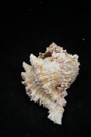 Pink Murex Regius Sea Shell Seashell 4 To 5 Inches Hermit Crab 4