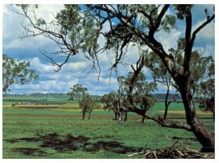 (a 1) Postcard - Australia - Qld - Toowoomba Darling Dawns