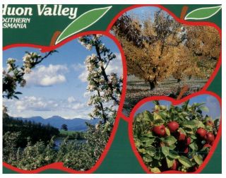 (a 1) Postcard - Australia - Tas - Huon Valley Apple Farming