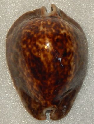 Seashell Cypraea Stercoraria 89.  5mm
