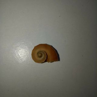 Rare Zelippistes Excentricus Sea Shell 14.  4mm Gem 1